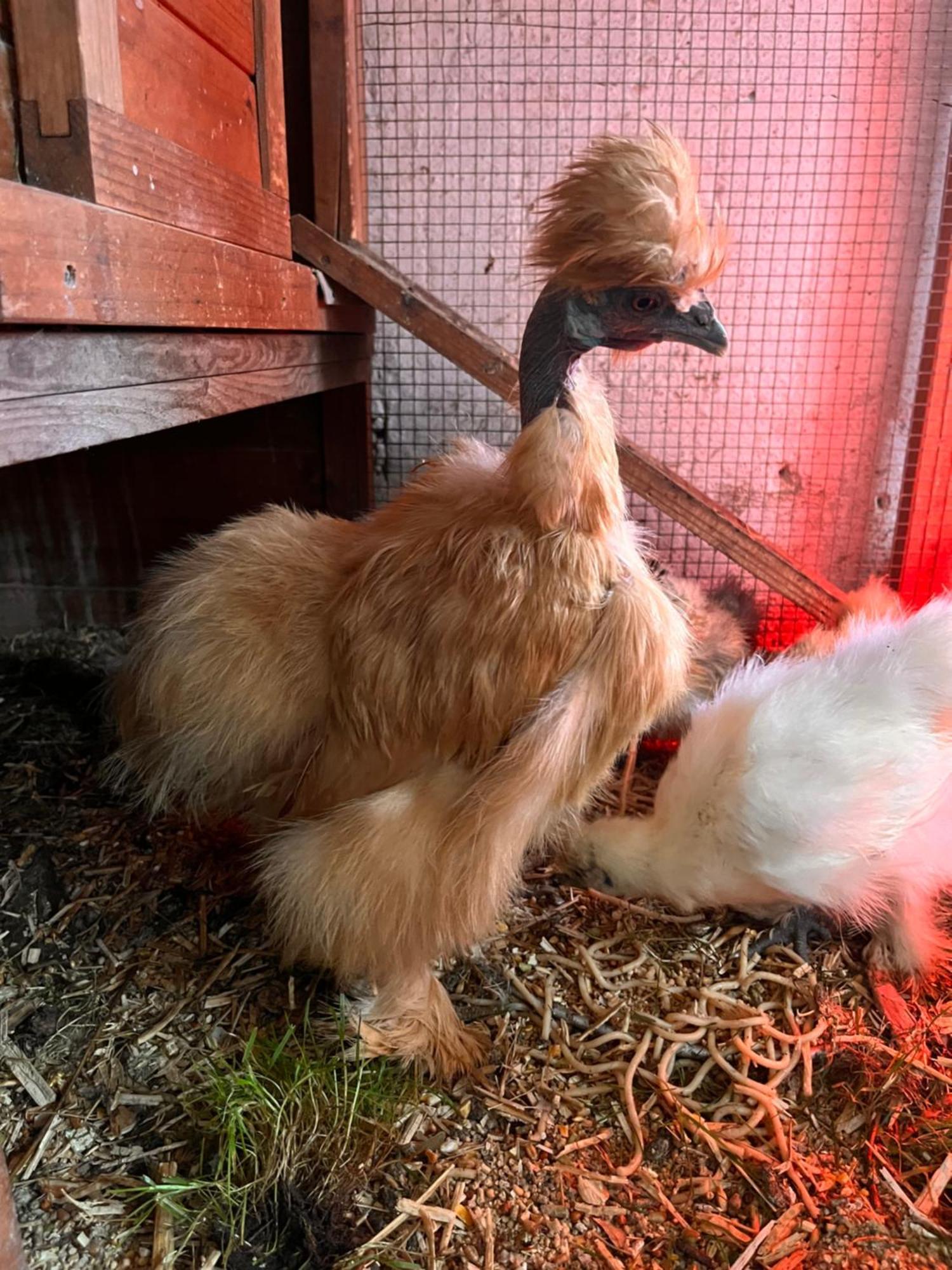 Lokken Farm Holiday Bagian luar foto