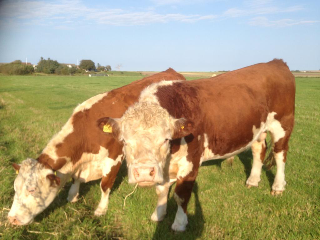 Lokken Farm Holiday Bagian luar foto