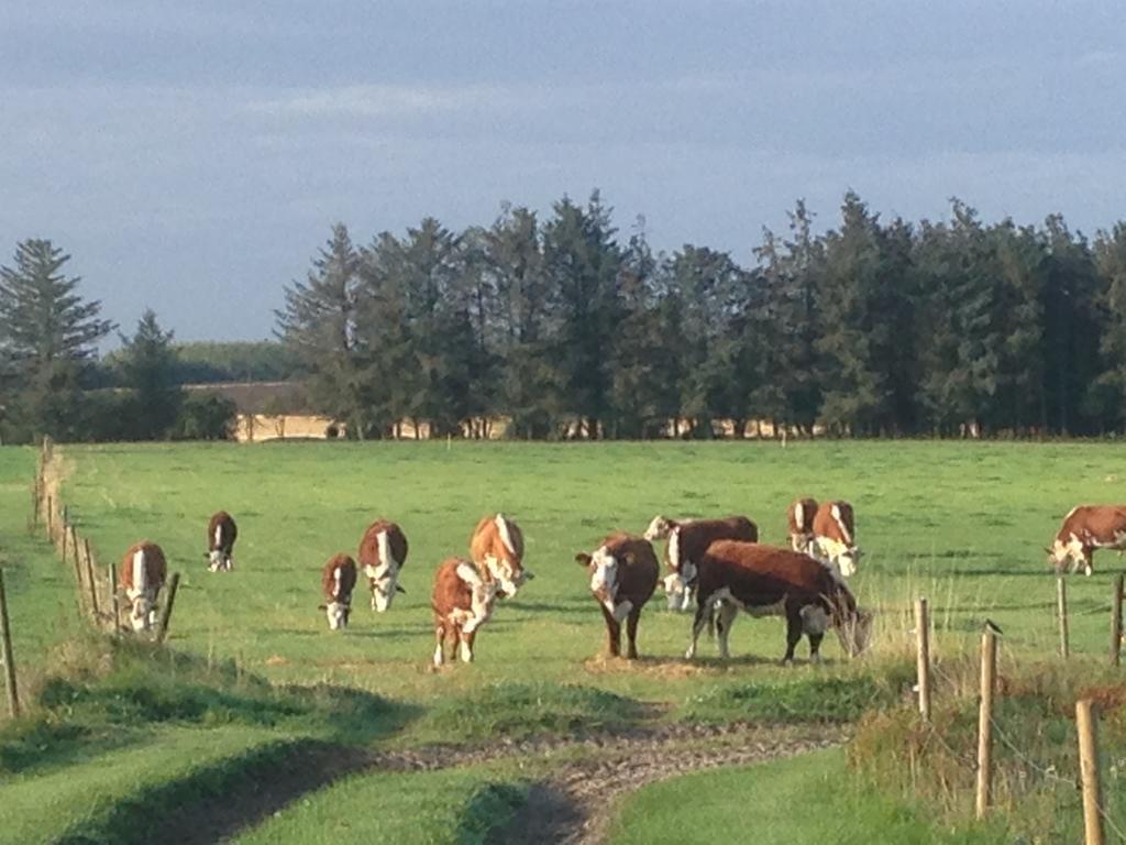 Lokken Farm Holiday Bagian luar foto