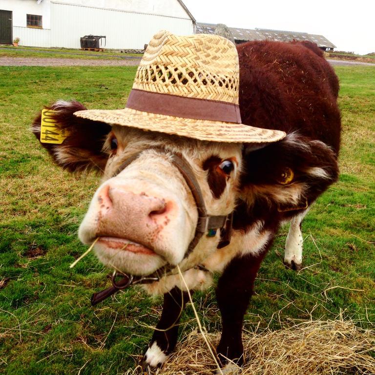 Lokken Farm Holiday Bagian luar foto